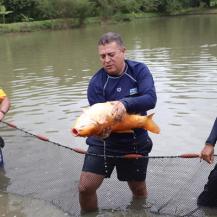 RÍOS Y HUMEDALES DEL VALLE YA HAN SIDO REPOBLADOS CON 4 MILLONES DE PECES DESDE EL 2020