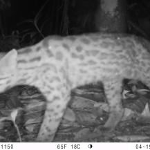CÁMARAS TRAMPA CAPTAN PUMAS, TIGRILLOS, GUAGUAS Y GUATINES A SOLO MEDIA HORA DE CALI
