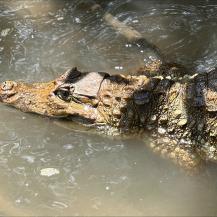 LA CVC DEVUELVE A SU HÁBITAT A TREINTA Y NUEVE ANIMALES DE LA FAUNA SILVESTRE