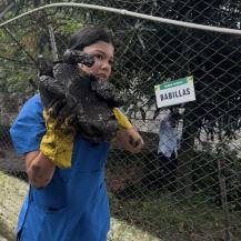 UNA BABILLA Y 32 TORTUGAS BUSCARÁN LA LIBERTAD TRAS 17 AÑOS DE CAUTIVERIO