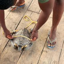 DESCUBREN TORTUGA CAREY JUVENIL EN EL RÍO CAJAMBRE 