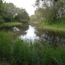 CVC REALIZA RECORRIDOS DE SEGUIMIENTO A HUMEDALES EN EL VALLE DEL CAUCA      