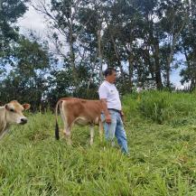 CVC SIGUE FORTALECIENDO PRÁCTICAS SILVOPASTORILES INNOVADORAS CON GANADEROS DE DAGUA