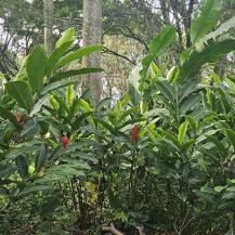 FLORES Y FOLLAJES SE PRODUCEN EN ZONA RURAL DE PALMIRA    