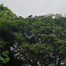 TRES MESES DE ESPERANZA PARA LOS IBIS COQUITO,TRAS PLAN DE REUBICACIÓN EN BUGA