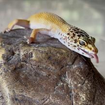 EL GECKO LEOPARDO Y EL ERROR COMÚN DE QUERERLO COMO MASCOTA