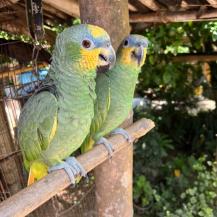 DIEZ AÑOS DESPUÉS, OCHO AVES SILVESTRES INICIAN UN NUEVO CAMINO HACIA LA LIBERTAD