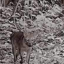 CONOZCA UN VISTAZO SECRETO A LA VIDA SILVESTRE EN LA LAGUNA  DE SONSO