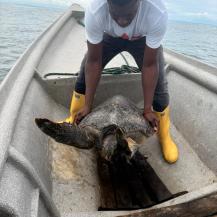 UNA TORTUGA MARINA FUE LIBERADA EN BUENAVENTURA