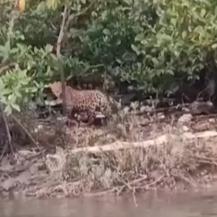 “PROTEGER AL JAGUAR ES PROTEGER LA VIDA”: DIRECTOR DE LA CVC RESPONDE ANTE VIDEO EN BUENAVENTURA