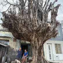 AVANZA ERRADICACIÓN CONTROLADA DE 30 ÁRBOLES EN RIESGO EN TULUÁ