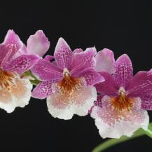 CALI FLORECE CON CALIORQUÍDEAS 2025