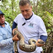  LA CVC REALIZA LIBERACIÓN DE FAUNA SILVESTRE Y ACOMPAÑA LA TEMPORADA DE BALLENAS EN BUENAVENTURA