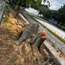 RETIRAN DOS ÁRBOLES CON AFECTACIONES EN EL PATINÓDROMO LA LIBERTAD, DE BUGA