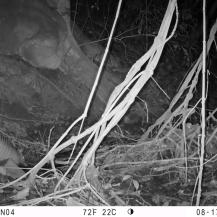 CÁMARAS TRAMPA REVELAN FAUNA SILVESTRE EN ZONA PROTEGIDA DE ATUNCELA