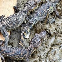 FAUNA SILVESTRE REGRESÓ A LA LIBERTAD EN BUENAVENTURA
