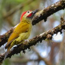 VIJES CELEBRARÁ SU III FESTIVAL DE AVES