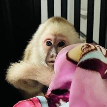 CVC RESCATA A FAUNA SILVESTRE EN EL NORTE DEL VALLE Y HACE UN LLAMADO A SU PROTECCIÓN DURANTE LA TEMPORADA DECEMBRINA