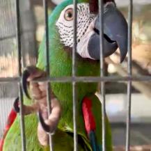 ¡DE NO CREER! AVE FUE HALLADA EN JAULA CON CANDADO EN BUGA