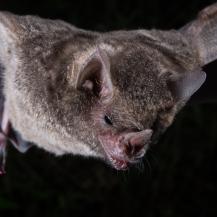 LA CVC PIDE NO ESTIGMATIZAR A LOS MURCIÉLAGOS