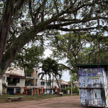 ÁRBOLES SEGUROS Y SANOS: ASÍ AVANZA EL MANTENIMIENTO DEL ARBOLADO URBANO EN CARTAGO 