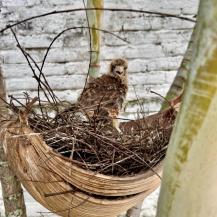 LA CVC RECUERDA: LAS AVES SIEMPRE VUELVEN POR SUS CRÍAS