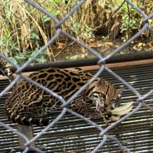 RESCATAN EN JAMUNDÍ DOS OCELOTES HEMBRAS USADAS COMO EXHIBICIÓN
