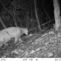 CÁMARAS TRAMPA MUESTRAN LA FAUNA SILVESTRE ESCONDIDA EN LOS BOSQUES DEL PACÍFICO