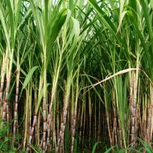 QUEJAS POR CALIDAD DE AIRE ASOCIADAS A QUEMA DE CAÑA PASARON DE 38 % A 3.1 %