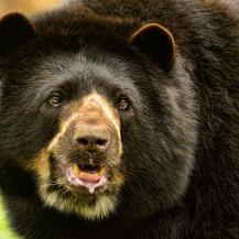 LA CVC HACE UN LLAMADO: CAPTURAR Y REUBICAR OSOS ANDINOS NO ES LA SOLUCIÓN