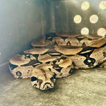 JOVEN EXHIBÍA A UNA BOA EN SUS REDES SOCIALES. LA CVC  RESCATÓ AL ANIMAL