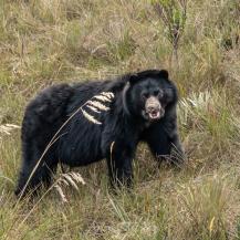 HOY HAY MÁS PRESENCIA DE OSO ANDINO GRACIAS A ESTRATEGIA “CONSERVAMOS LA VIDA”
