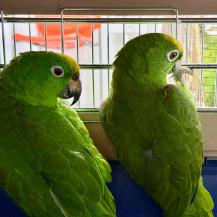 CINCO AVES SILVESTRES INICIAN SU CAMINO DE REGRESO A LA LIBERTAD