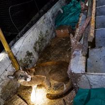HALLAN PUMA EN AVÍCOLA DE PALMIRA Y TRABAJADORES LO AHUYENTAN SIN HACERLE DAÑO