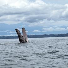 EL PACÍFICO VALLECAUCANO RECIBE A LAS BALLENAS JOROBADAS