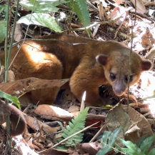 DESPUÉS DE AÑOS DE REHABILITACIÓN, FAUNA SILVESTRE VOLVIÓ A SU HÁBITAT