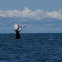 LA TEMPORADA DE BALLENAS 2026 SE ACERCA A SU CIERRE