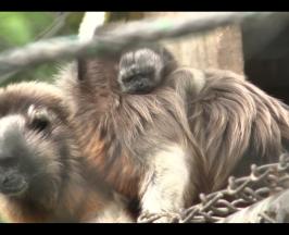 Es el segundo nacimiento de este primate que se registra en el resguardo La Rivera Zoo. Representa un gran logro para el medio ambiente y la fauna en el país, pues es una especie endémica de Colombia que se encuentra en peligro de extinción.