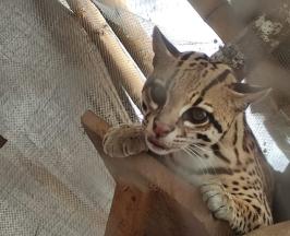 UNA OCELOTE ERA TENIDA COMO MASCOTA EN PANCE