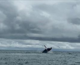 COMIENZA LA TEMPORADA DE BALLENAS EN BUENAVENTURA