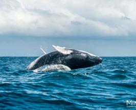 BALLENAS JOROBADAS Y DELFINES ROSADOS, CONOZCA MÁS SOBRE ESTAS ESPECIES Y CÓMO CUIDARLAS