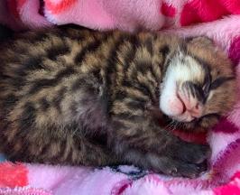 HALLAN CACHORRO DE FELINO DENTRO DE UN CAÑADUZAL EN TULUÁ