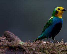 COLOMBIA BIRDFAIR 2023 TENDRÁ AVISTAMIENTO DE AVES EN EL VALLE DEL CAUCA Y 3 DEPARTAMENTOS