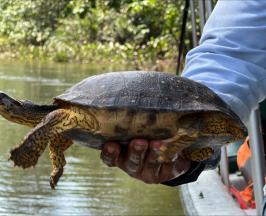 FUERON LIBERADOS CASI CIEN ANIMALES SILVESTRES EN BUENAVENTURA