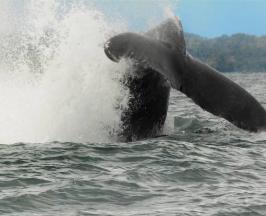 ¡LLEGARON LAS BALLENAS! ASÍ SE RECOMIENDA VERLAS