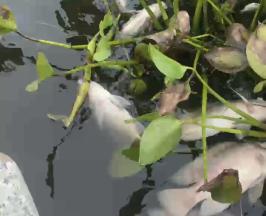 MUERTE DE PECES EN LA LAGUNA DE SONSO ES POR CAUSAS NATURALES