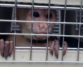 BELÉN, UNA PRIMATE QUE ESTABA EN CAUTIVERIO, RECIBE ATENCIÓN ESPECIALIZADA