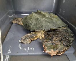 UNA TORTUGA MATAMATA FUE ENTREGADA, TRAS MÁS DE DIEZ AÑOS DE CAUTIVERIO