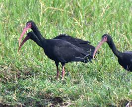 AVES CONOCIDAS COMO IBIS MUEREN POR PROCESO NATURAL EN BUGA: CVC