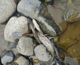 CVC INVESTIGA LA APARICIÓN DE PECES MUERTOS EN UN TRAMO DEL RÍO GUADALAJARA